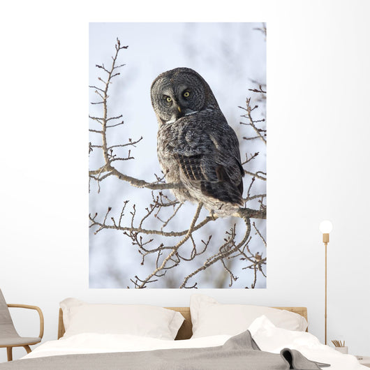 Close Up Of A Great Gray Owl Perched In A Tree Wall Mural