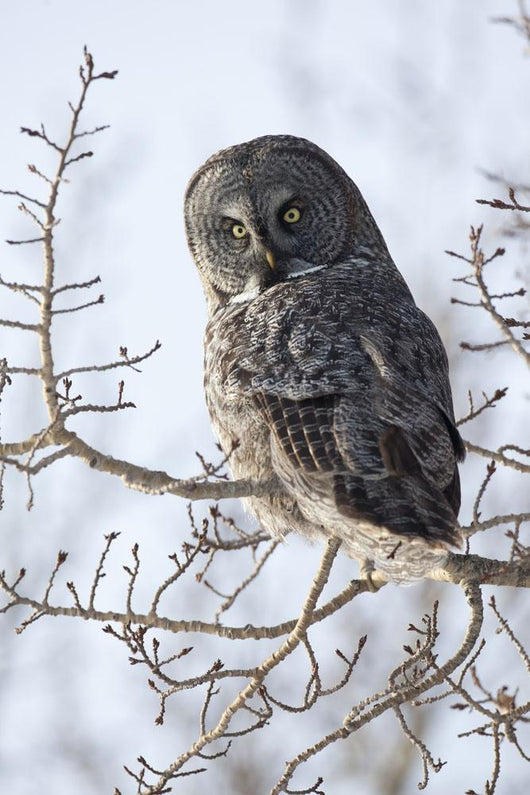 Close Up Of A Great Gray Owl Perched In A Tree Wall Mural