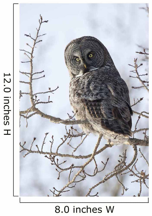 Close Up Of A Great Gray Owl Perched In A Tree Wall Mural