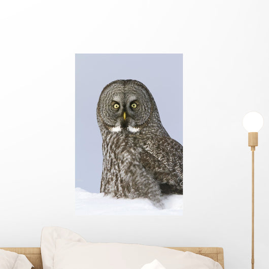 Great Gray Sitting In Snow, Anchorage, Southcentral Alaska, Winter Wall Mural