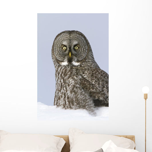 Great Gray Sitting In Snow, Anchorage, Southcentral Alaska, Winter Wall Mural