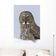 Great Gray Sitting In Snow, Anchorage, Southcentral Alaska, Winter Wall Mural