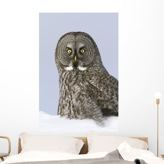 Great Gray Sitting In Snow, Anchorage, Southcentral Alaska, Winter Wall Mural