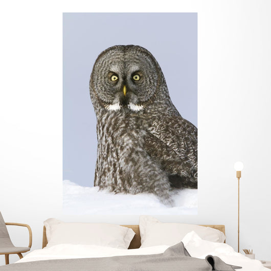 Great Gray Sitting In Snow, Anchorage, Southcentral Alaska, Winter Wall Mural