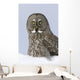 Great Gray Sitting In Snow, Anchorage, Southcentral Alaska, Winter Wall Mural