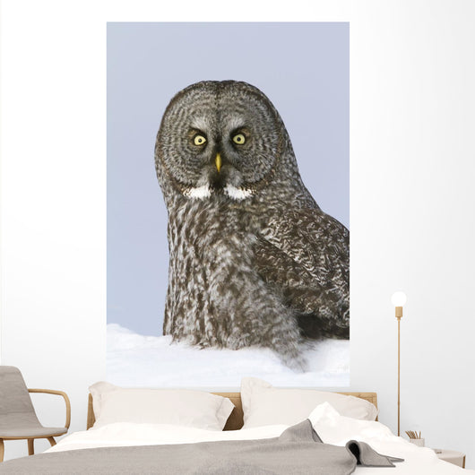 Great Gray Sitting In Snow, Anchorage, Southcentral Alaska, Winter Wall Mural