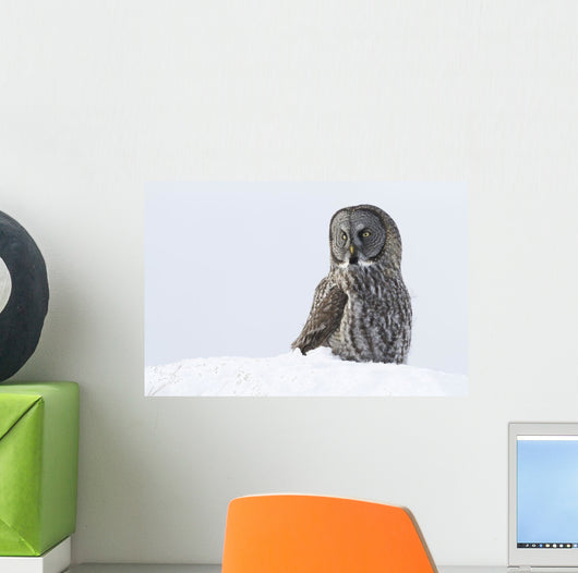 Great Gray Sitting In Snow, Anchorage, Southcentral Alaska, Winter Wall Mural