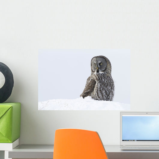 Great Gray Sitting In Snow, Anchorage, Southcentral Alaska, Winter Wall Mural