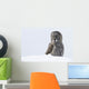 Great Gray Sitting In Snow, Anchorage, Southcentral Alaska, Winter Wall Mural
