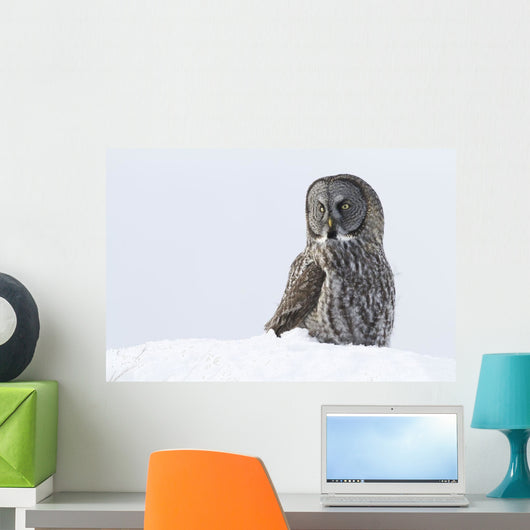 Great Gray Sitting In Snow, Anchorage, Southcentral Alaska, Winter Wall Mural