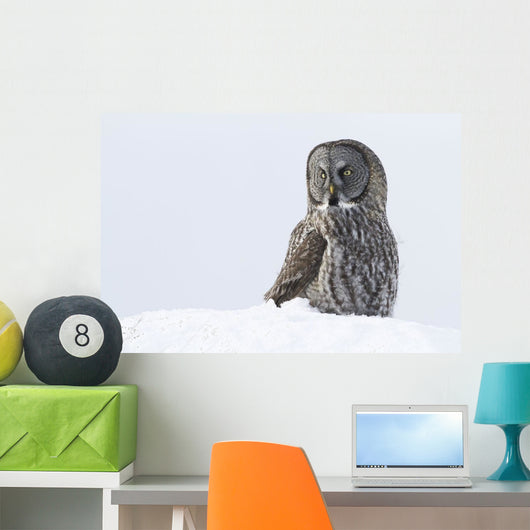 Great Gray Sitting In Snow, Anchorage, Southcentral Alaska, Winter Wall Mural