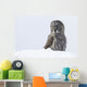 Great Gray Sitting In Snow, Anchorage, Southcentral Alaska, Winter Wall Mural