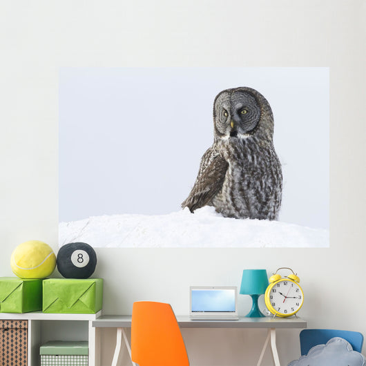 Great Gray Sitting In Snow, Anchorage, Southcentral Alaska, Winter Wall Mural