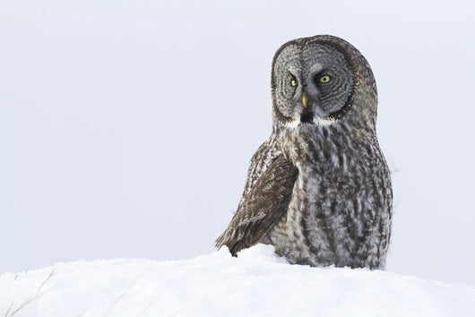 Great Gray Sitting In Snow, Anchorage, Southcentral Alaska, Winter Wall Mural