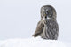 Great Gray Sitting In Snow, Anchorage, Southcentral Alaska, Winter Wall Mural
