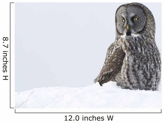 Great Gray Sitting In Snow, Anchorage, Southcentral Alaska, Winter Wall Mural