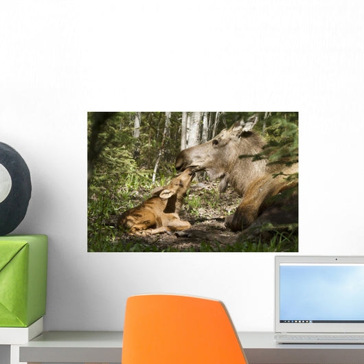 A New Moose Calf Nuzzles Her Mom As They Lay Wall Mural