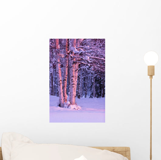 Pink Sunset Light Falling On Birch Trees At Russian Jack Springs Park Wall Mural