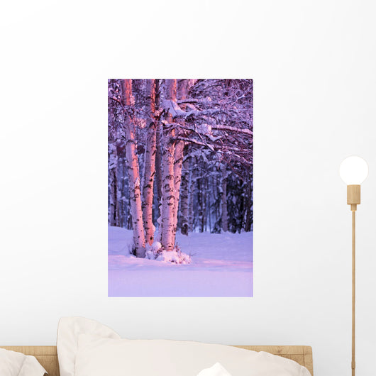 Pink Sunset Light Falling On Birch Trees At Russian Jack Springs Park Wall Mural
