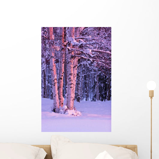 Pink Sunset Light Falling On Birch Trees At Russian Jack Springs Park Wall Mural