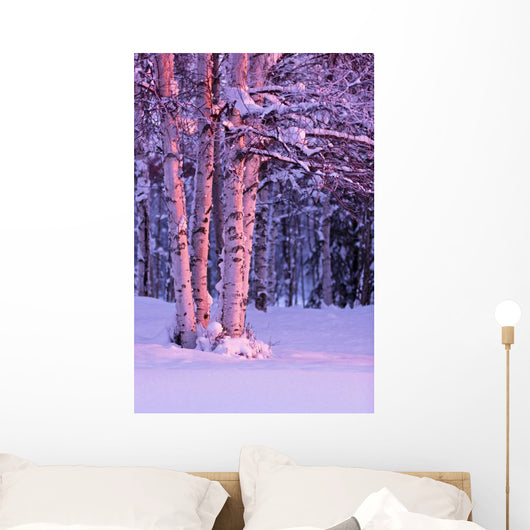 Pink Sunset Light Falling On Birch Trees At Russian Jack Springs Park Wall Mural