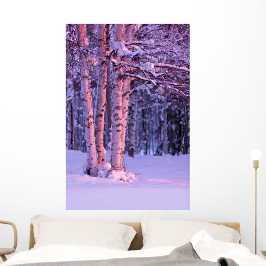 Pink Sunset Light Falling On Birch Trees At Russian Jack Springs Park Wall Mural