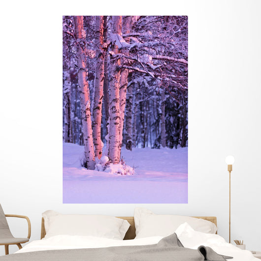 Pink Sunset Light Falling On Birch Trees At Russian Jack Springs Park Wall Mural