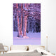 Pink Sunset Light Falling On Birch Trees At Russian Jack Springs Park Wall Mural