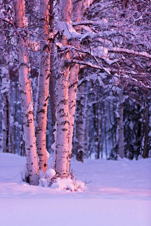 Pink Sunset Light Falling On Birch Trees At Russian Jack Springs Park Wall Mural