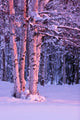 Pink Sunset Light Falling On Birch Trees At Russian Jack Springs Park Wall Mural