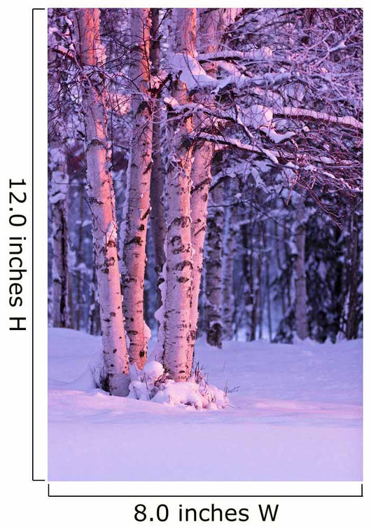 Pink Sunset Light Falling On Birch Trees At Russian Jack Springs Park Wall Mural