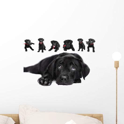 Labrador Wall Mural