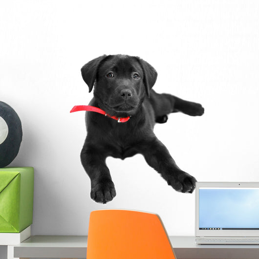 Labrador Wall Mural