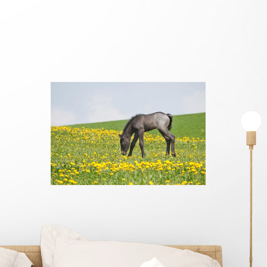 Little Foal Field