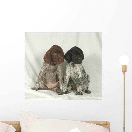 Bracco GERMAN KURZHHAR, PUPPIES Wall Mural