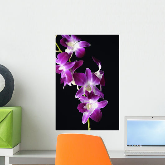Bright Pink Orchid Black