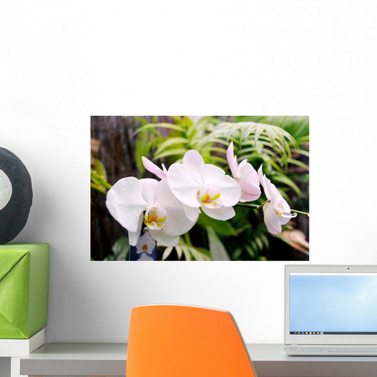 Orchid
