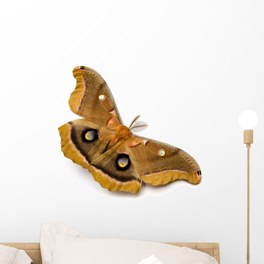Polyphemus Moth Wall Decal