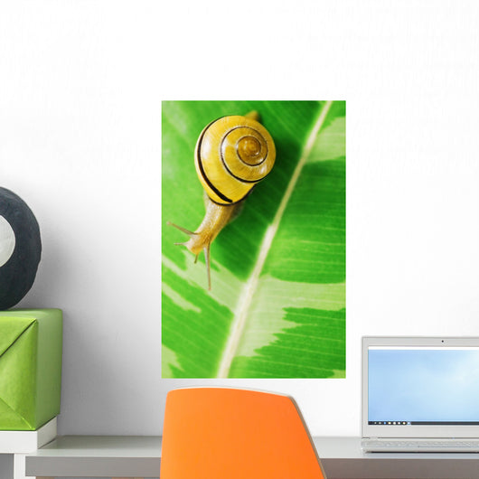 Snail Wall Mural