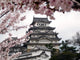 Japanese Castle During Cherry Blossom Wall Mural