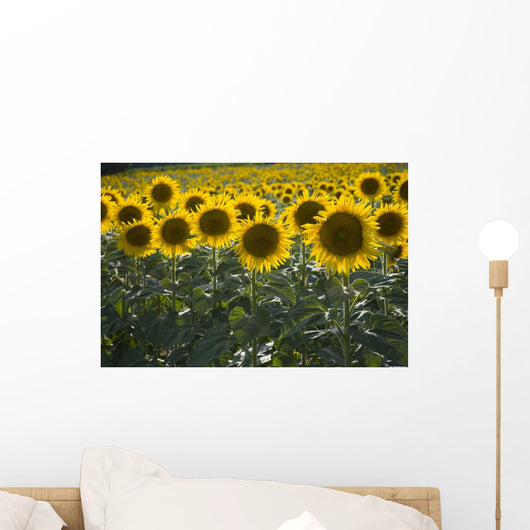 Sunflowers Around San Casciano Dei Bagni, Tuscany, Italy Wall Mural
