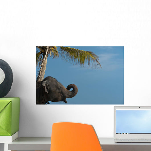 Sri Lanka, near Unawatuna, Elephant and palm tree Wall Mural