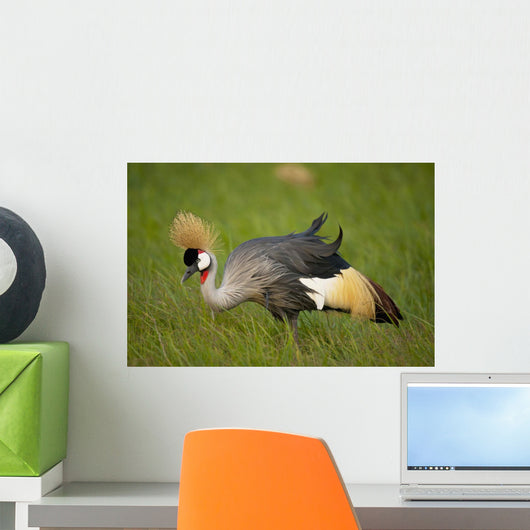 Kenya, Grey Crowned Crane in Ol Pejeta Conservancy Wall Mural