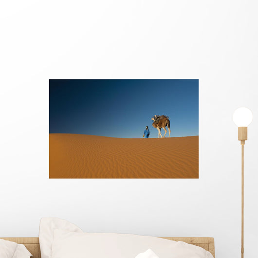 Berber leading camel across sand dune near Merzouga in Sahara Desert Wall Mural