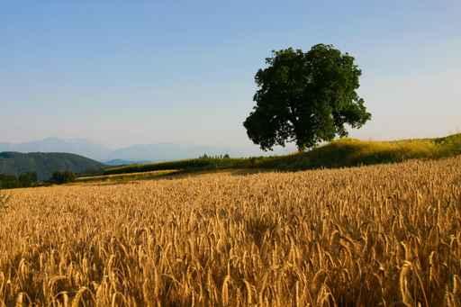 Landscape with Trees and Wall Decal
