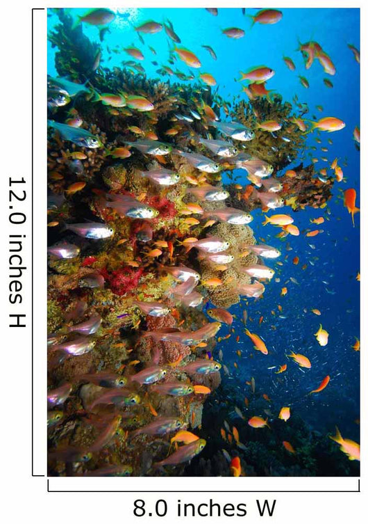 Underwater Coral Reef Wall Decal
