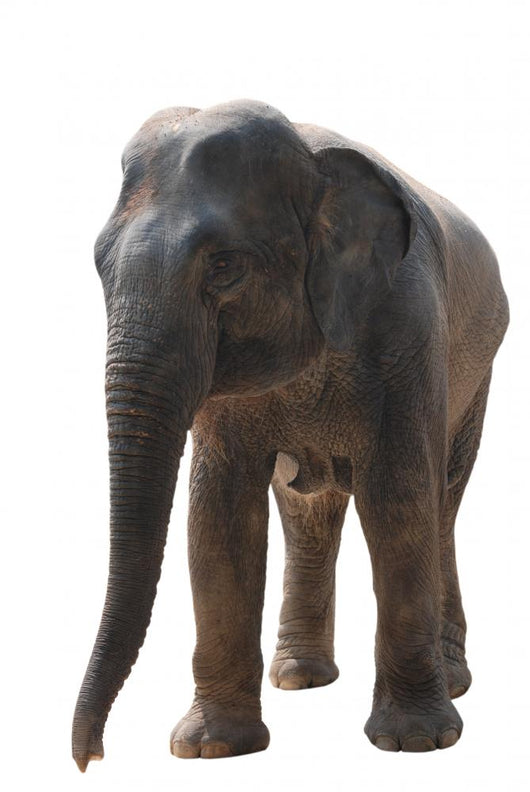 Wild Animal Elephant Wall Decal