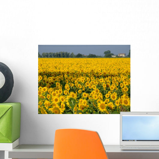 Girasoli Wall Mural