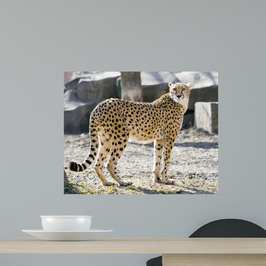 Cheetah