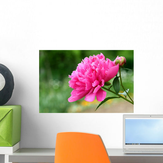 Pink peony flower Wall Mural